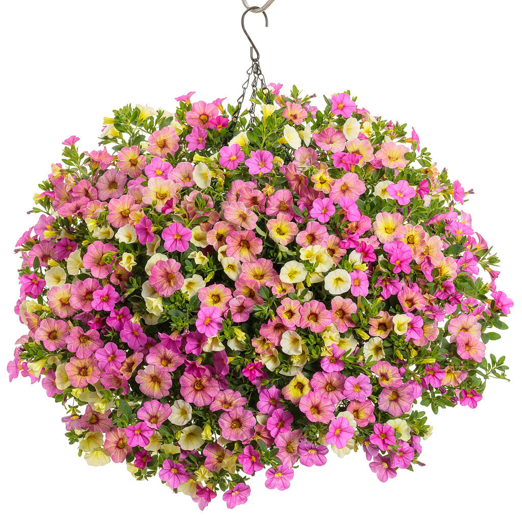 Calibrachoa hybrid 'Superbells® Omni™ Pink Lemonade' combination