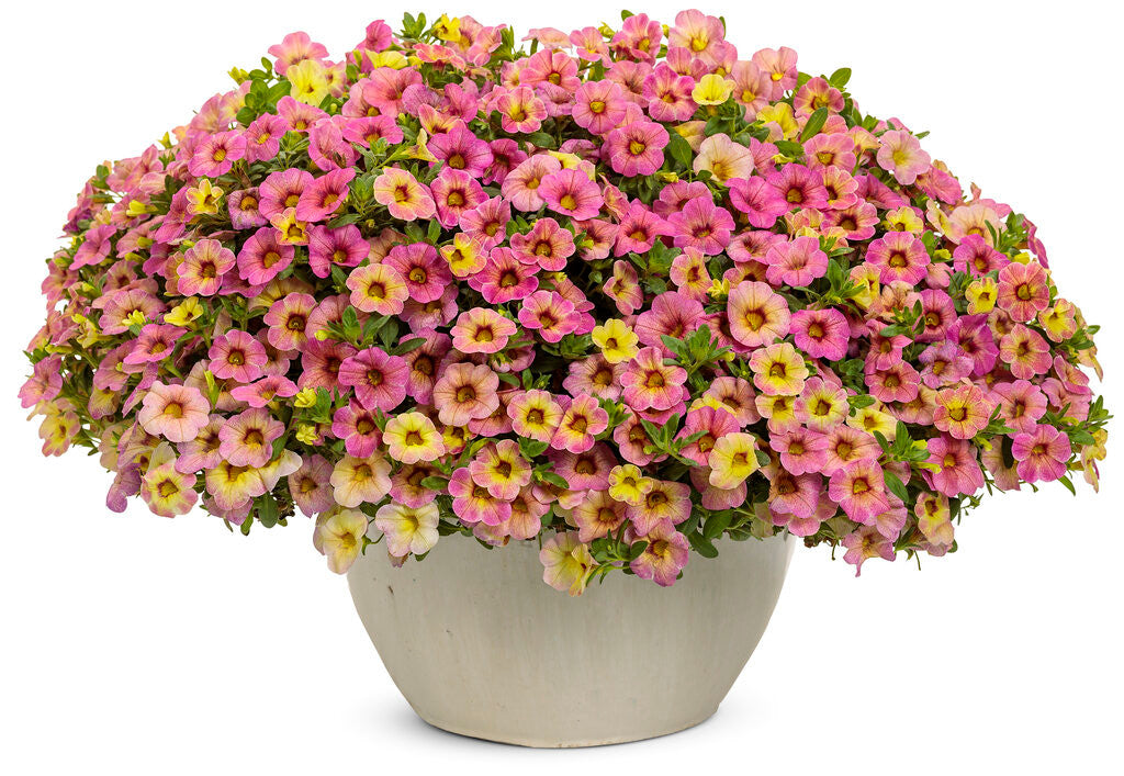 Calibrachoa hybrid 'Superbells® Omni™ Pink Lemonade' decorative pot