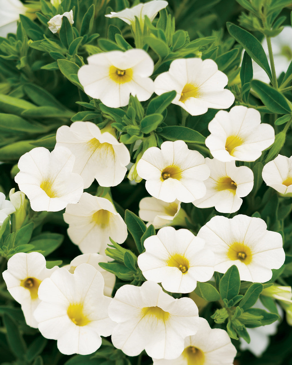 Calibrachoa hybrid 'Superbells® White' – Romence Gardens & Greenhouses