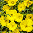 Close-up of bright yellow flowers with green leaves