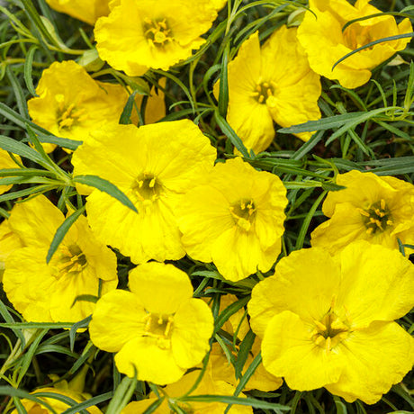 Close-up of bright yellow flowers with green leaves