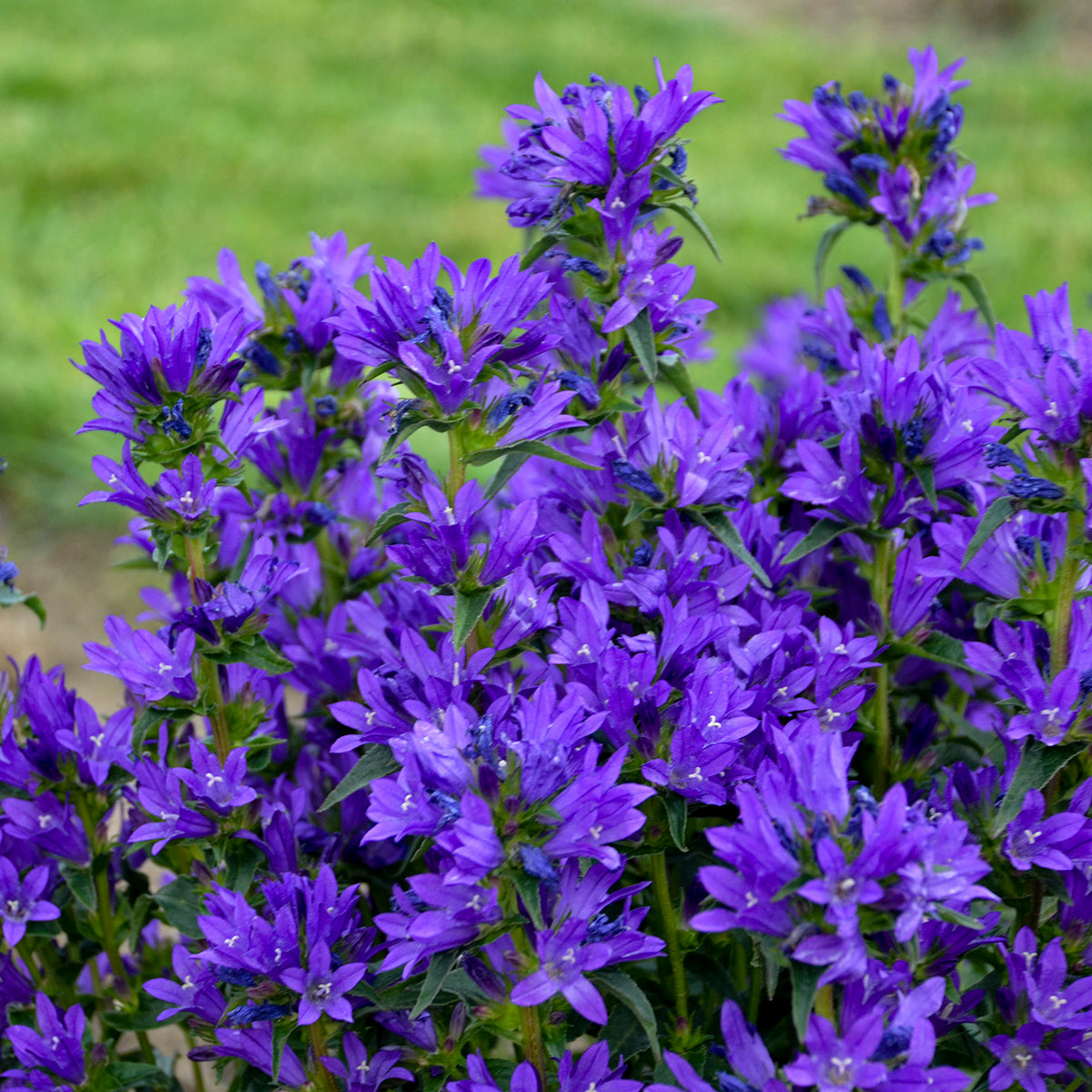 Campanula 'Bells And Whistles'