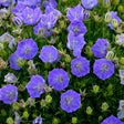 Campanula carpatica 'Rapido Blue'