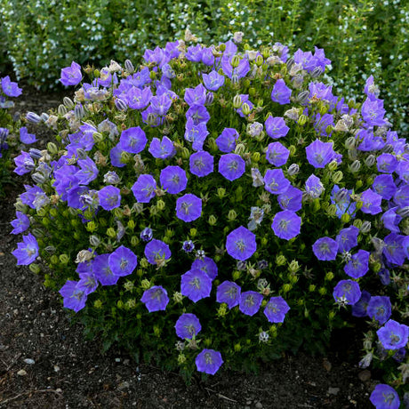 Campanula carpatica 'Rapido Blue'