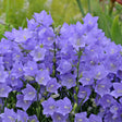 Campanula persicifolia 'Takion Blue'