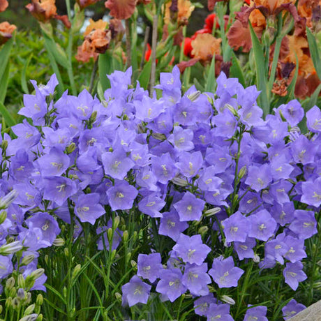 Campanula persicifolia 'Takion Blue'