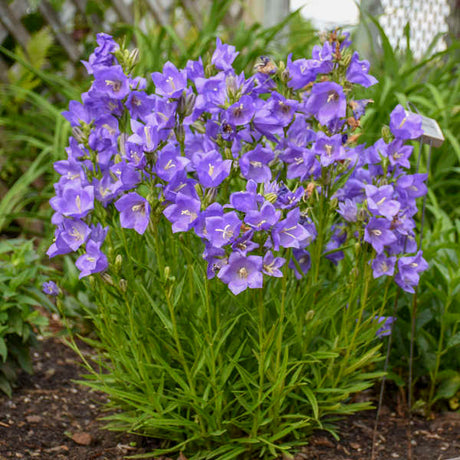 Campanula persicifolia 'Takion Blue'