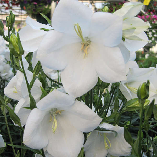 Campanula persicifolia 'Takion White'