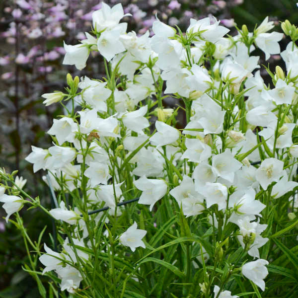 Campanula persicifolia 'Takion White'