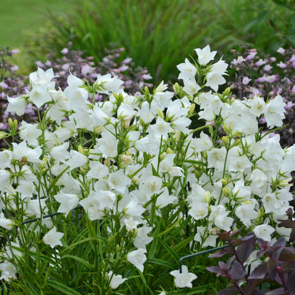 Campanula persicifolia 'Takion White'