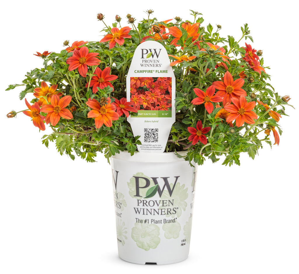 Bidens hybrid 'Campfire® Flame' – Romence Gardens & Greenhouses