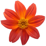 Bidens hybrid 'Campfire® Flame' flower