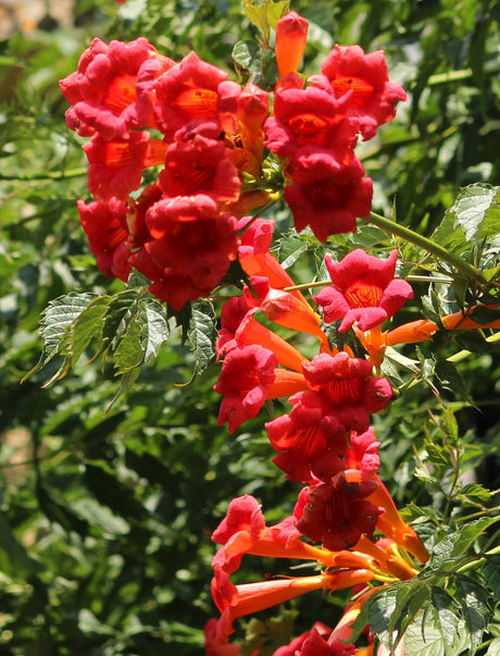 Campsis radicans 'Flamenco'