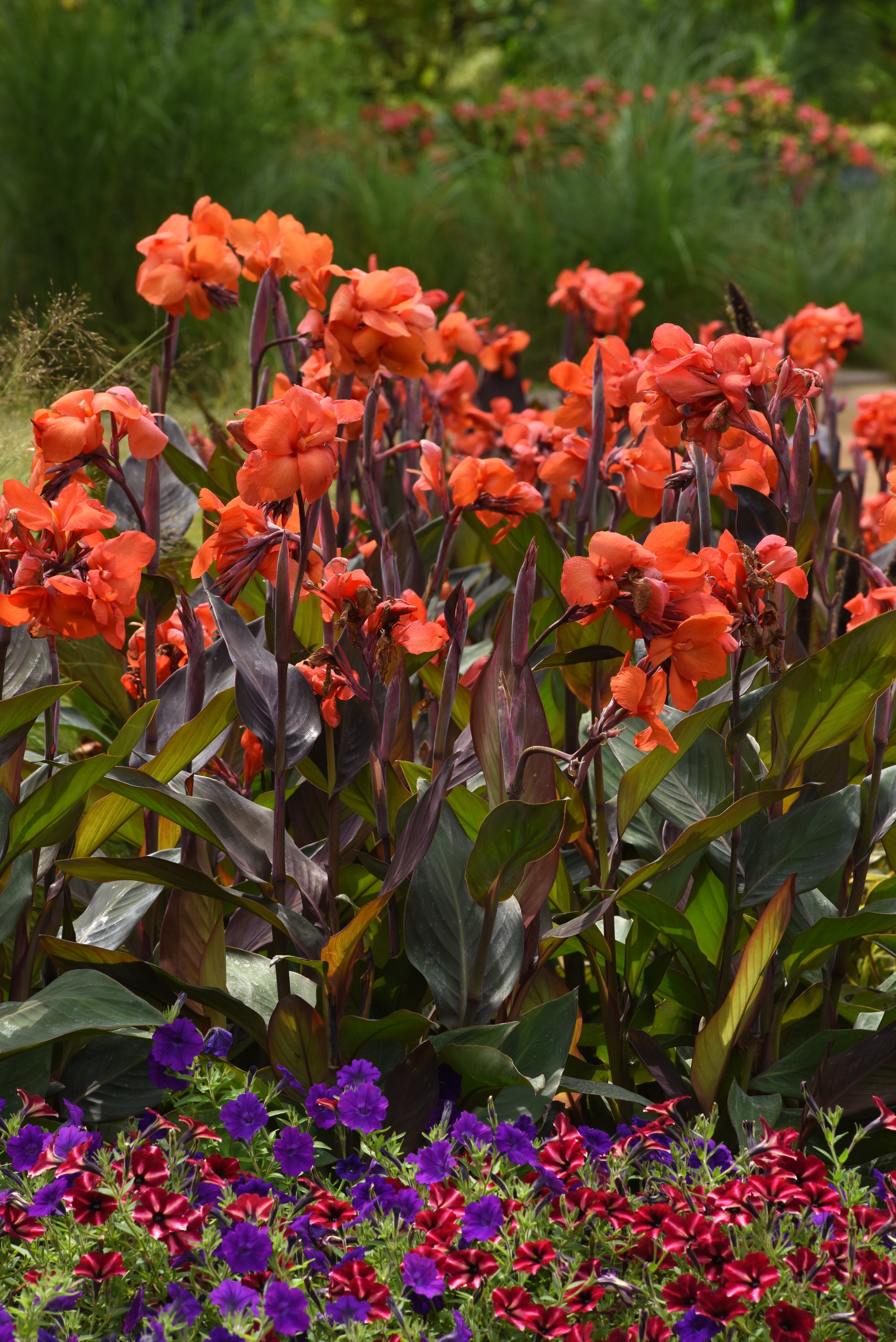 Canna generalis 'Cannova® Bronze Orange' – Romence Gardens
