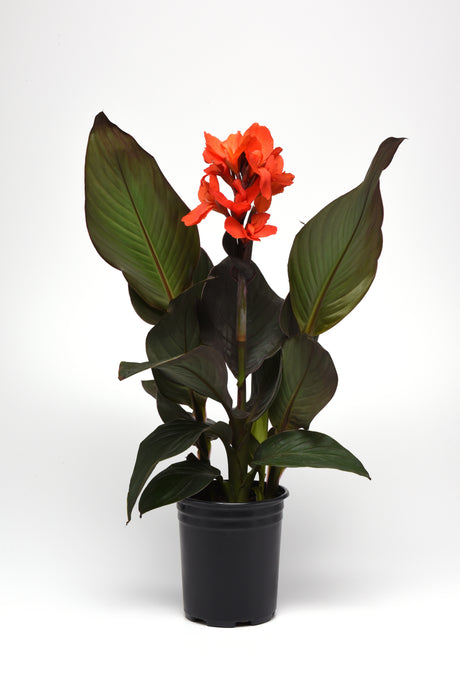 Canna generalis 'Cannova® Bronze Orange'