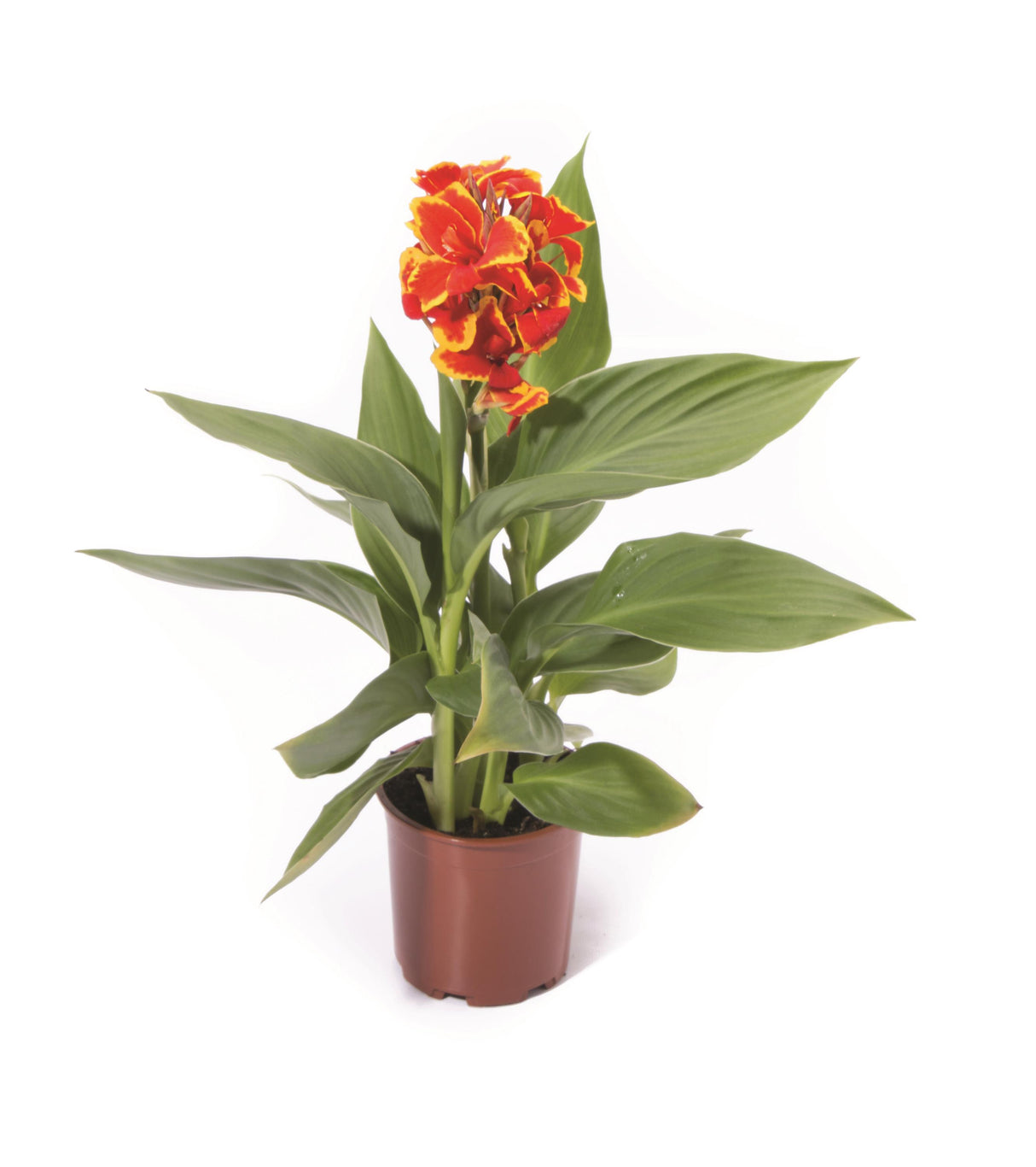 Canna generalis 'Cannova® Red Golden Flame'