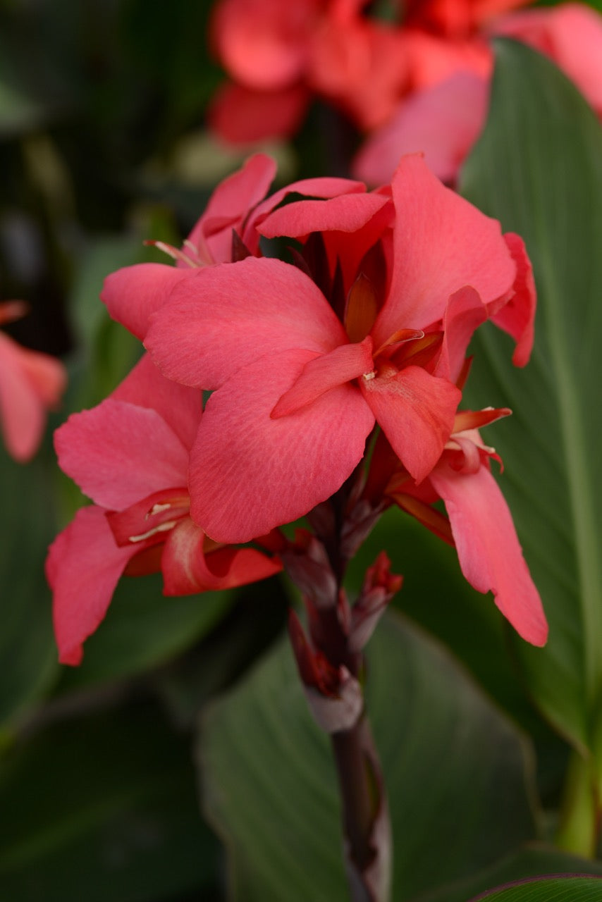 Canna generalis 'Cannova® Rose'