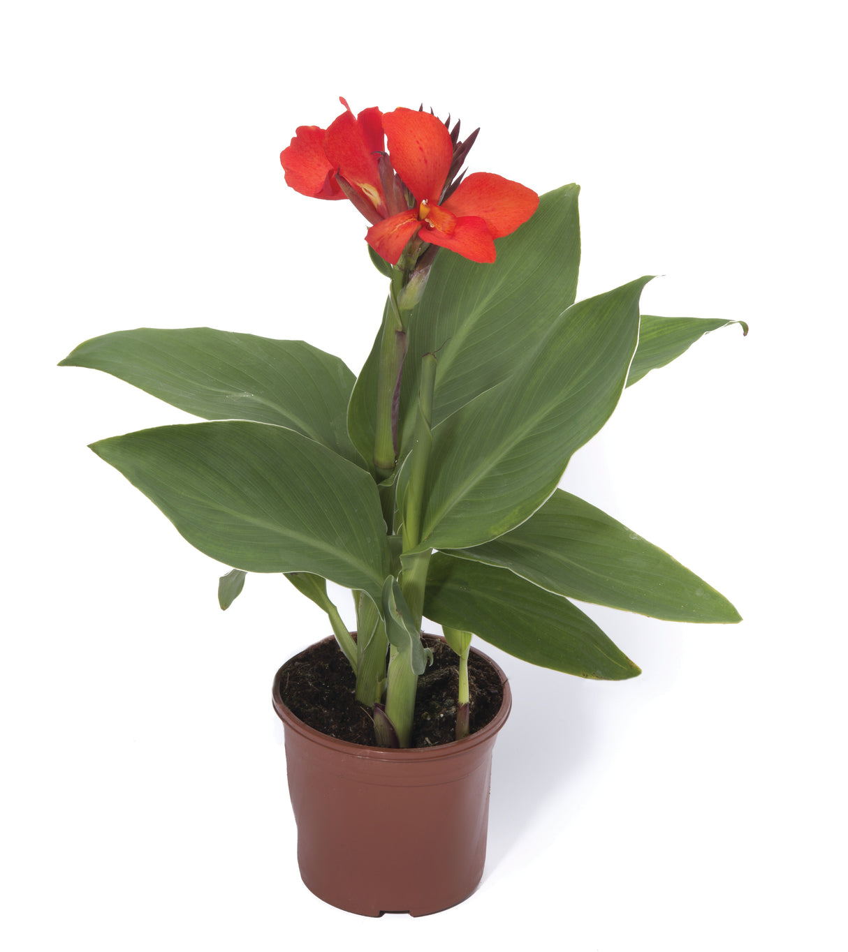 Canna generalis 'Cannova® Scarlet'