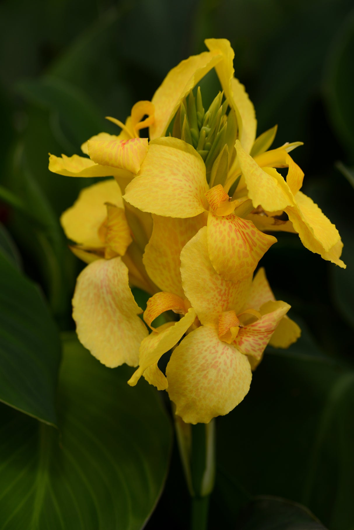 Canna generalis 'Cannova® Yellow'