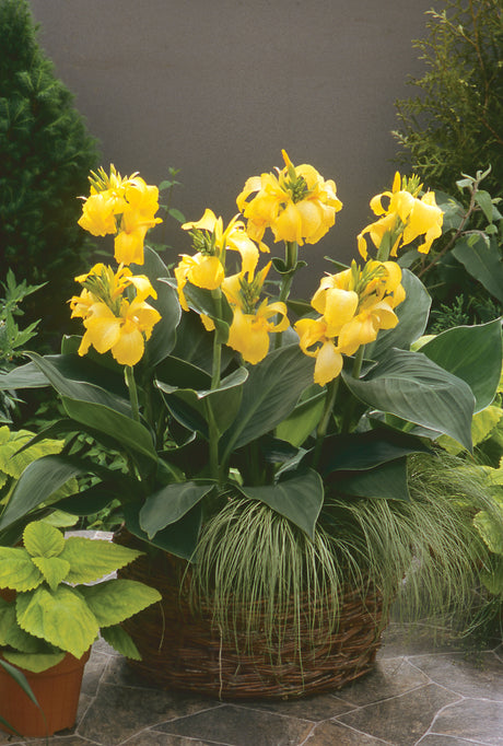 Canna generalis 'Cannova® Yellow'