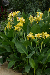 Canna generalis 'Cannova® Yellow'