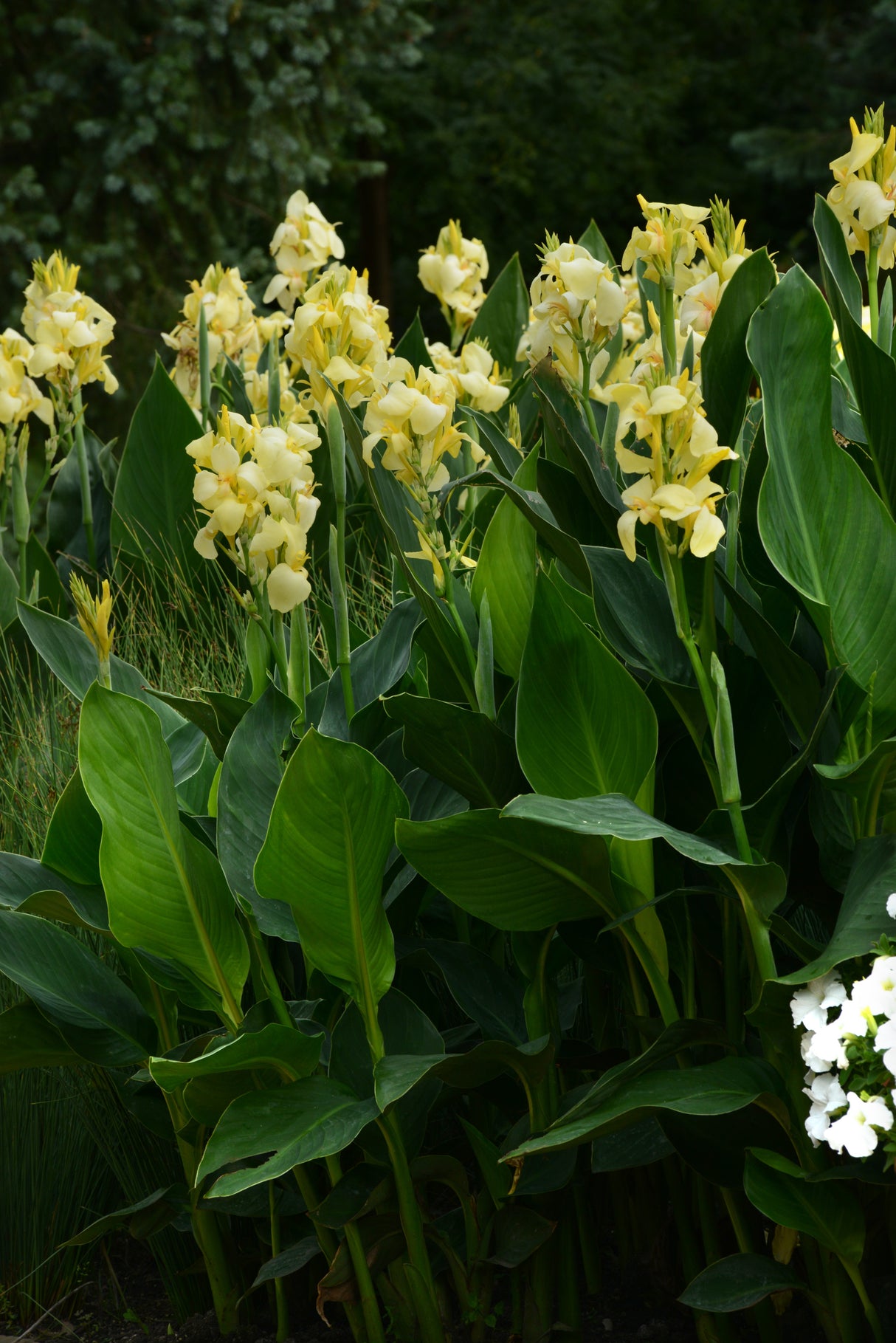 Canna generalis 'Cannova® Yellow'