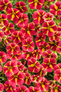 Calibrachoa hybrid 'Superbells® Cardinal Star™' close up