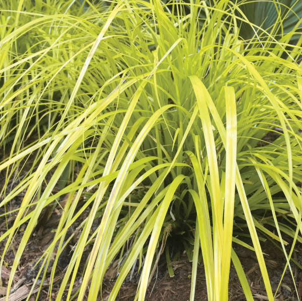 Carex oshimensis EverColor® 'Everillo'