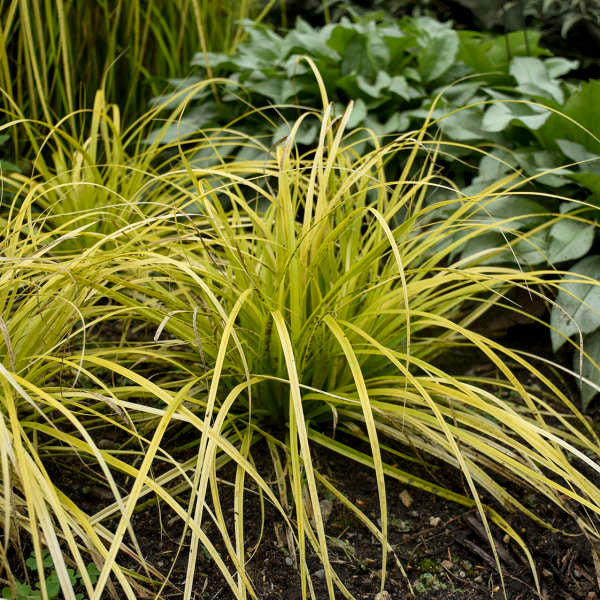 Carex oshimensis EverColor® 'Everillo'