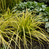 Carex oshimensis EverColor® 'Everillo'