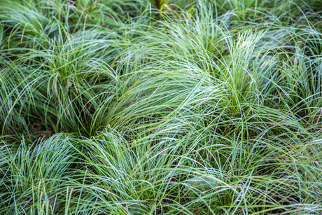 Carex pensylvanica