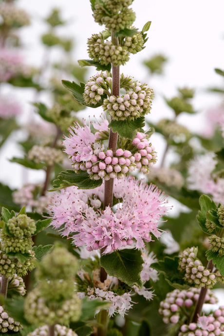 Caryopteris incana 'Pavilion™ Pink"