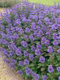 Caryopteris incana 'Pavilion™ Blue'