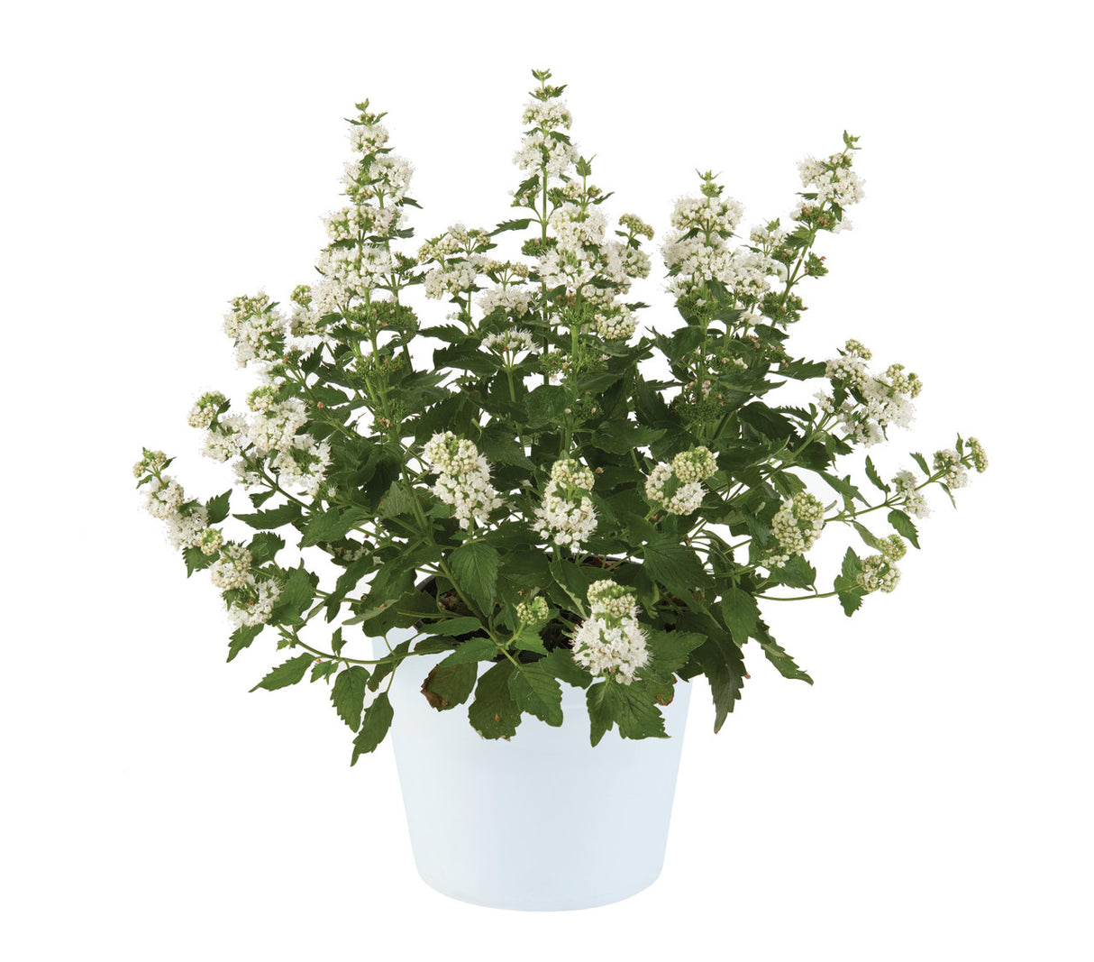 Caryopteris incana 'Pavilion™ White'