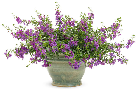 Angelonia 'Angelface® Cascade Blue' in decorative pot