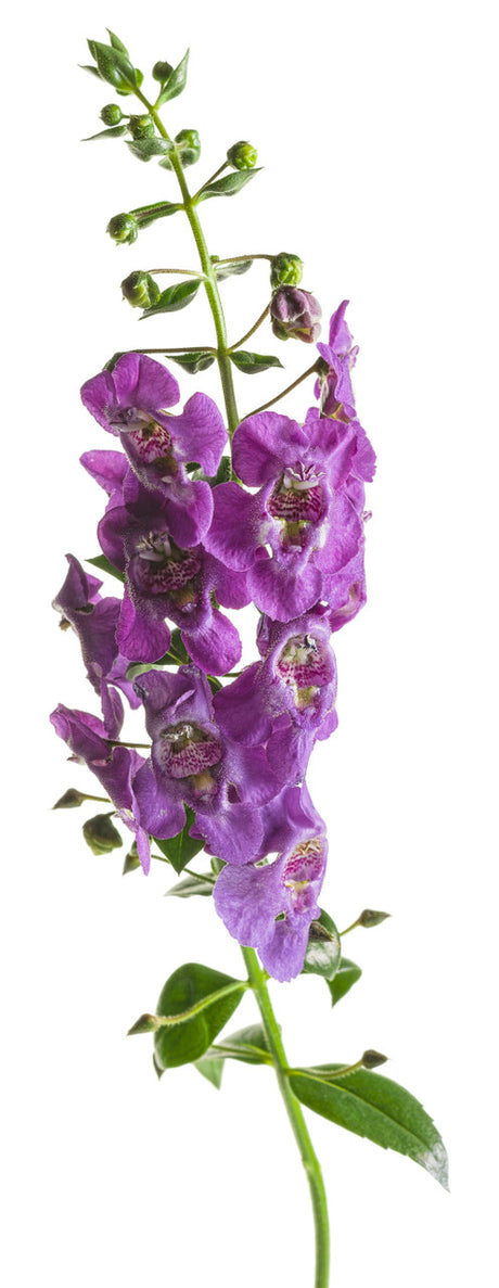 Angelonia 'Angelface® Cascade Blue' flower