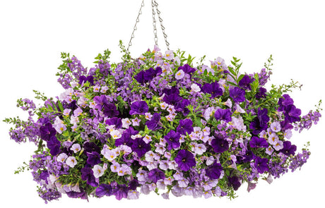 Angelonia 'Angelface® Cascade Blue' combination