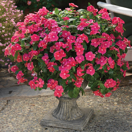 Vinca Catharanathus 'Cora® Cascade Cherry' in decorative pot