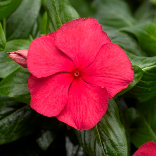 Vinca Catharanathus 'Cora® Cascade Cherry'