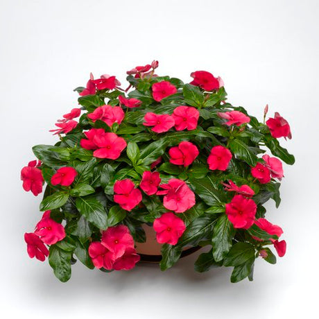 Vinca Catharanathus 'Cora® Cascade Cherry'