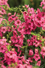 Angelonia 'Angelface® Cascade Pink'