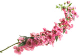 Angelonia 'Angelface® Cascade Pink' flower