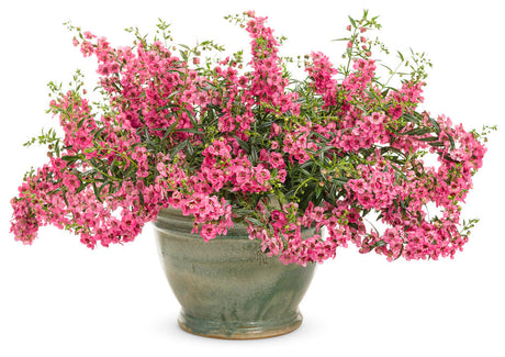 Angelonia 'Angelface® Cascade Pink' in decorative pot