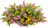 Angelonia 'Angelface® Cascade Pink' combination