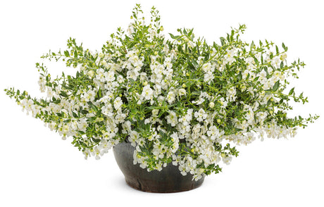 Angelonia 'Angelface® Cascade Snow' in decorative pot