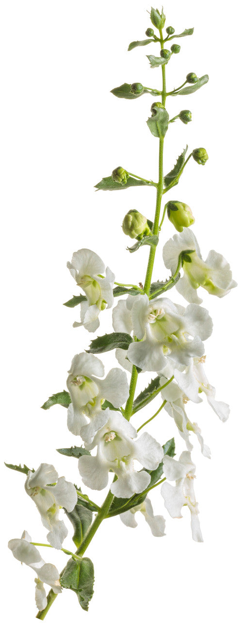 Angelonia 'Angelface® Cascade Snow' flower