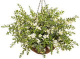 Angelonia 'Angelface® Cascade Snow' in hanging basket