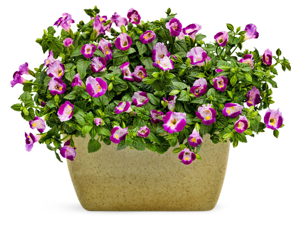 Torenia  'Catalina® Pink' in decorative pot
