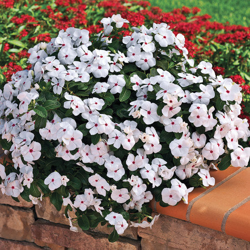 Vinca Catharanthus 'Cora® Cascade Polka Dot'