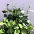 Celastrus scandens 'Indian Mix'